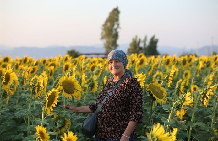 Aydın'da ayçiçeği tarlaları görsel şölen oluşturdu
