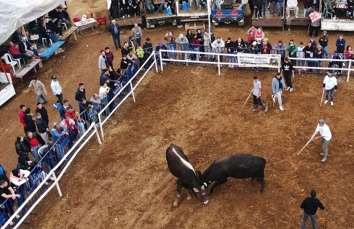 Muğla'da boğa güreşleri festivali yapıldı