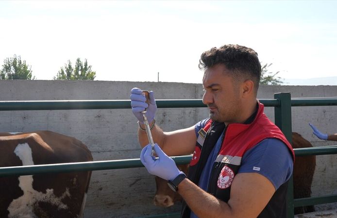 Hayvan pazarları kapatılan Amasya'da şap hastalığına karşı aşılama çalışmaları sürüyor