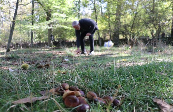 Isparta'da asırlık ağaçlardan dökülen kestaneler toplanıyor