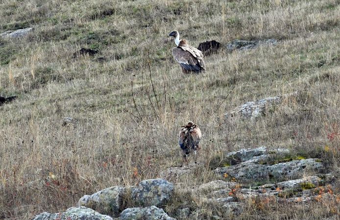 Kars'ta kara ve kızıl akbabalar gruplar halinde beslenirken görüntülendi