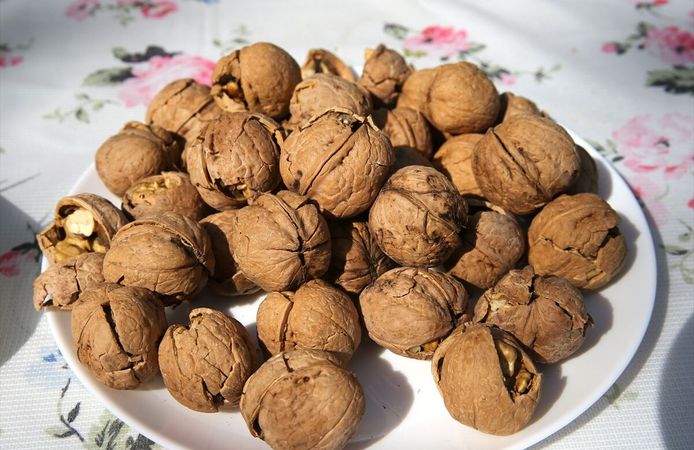 Tescilli Adilcevaz cevizinin hasadına başlandı