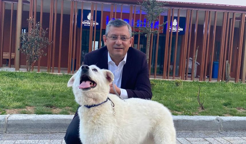 CHP Genel Başkanı Özel'den sahipsiz hayvanlara ilişkin kanun teklifine yönelik açıklama:
