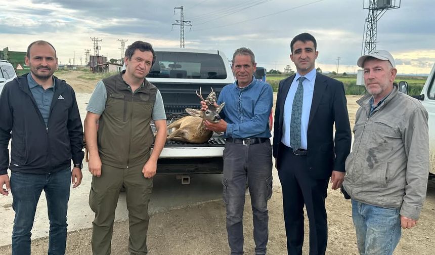 Edirne'de su kanalına düşen karacayı çeltik işçileri kurtardı