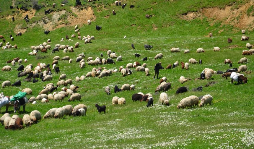 Muş'taki yaylalarda konaklayan göçerler süt sağımına başladı