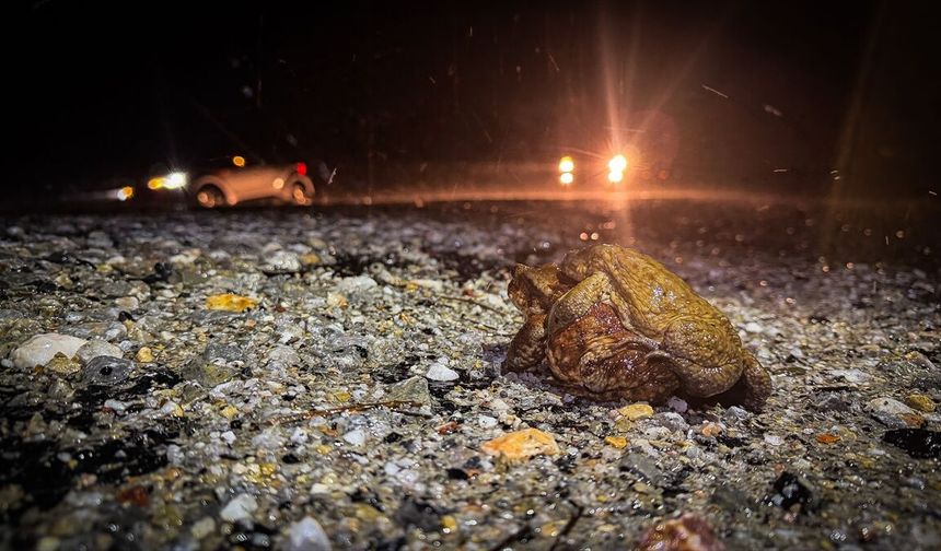 Kütahya'da kurbağaların ormandan gölete 5 bin yıllık üreme göçü başladı
