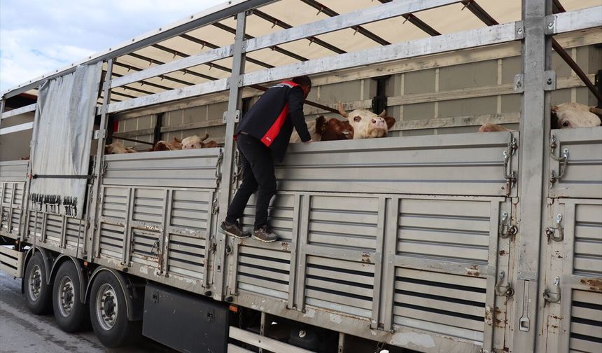 Doğu Anadolu'dan batıya sevk edilen kurbanlıklar Erzincan'da denetleniyor