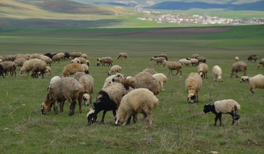 Muş'ta yeşeren meralar hayvan sürüleriyle şenlendi