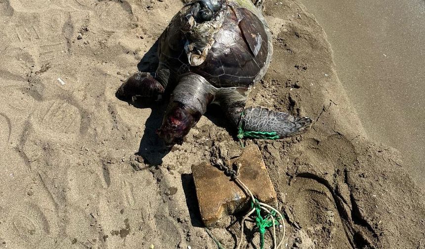 İzmir'de yüzgecine parke taşı bağlanan deniz kaplumbağası ölü bulundu