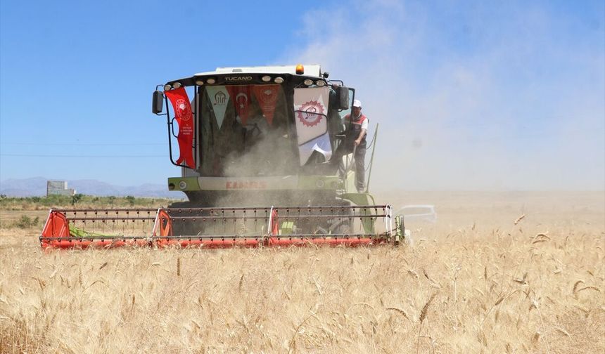 Siirt'te buğday hasat şenliği düzenlendi