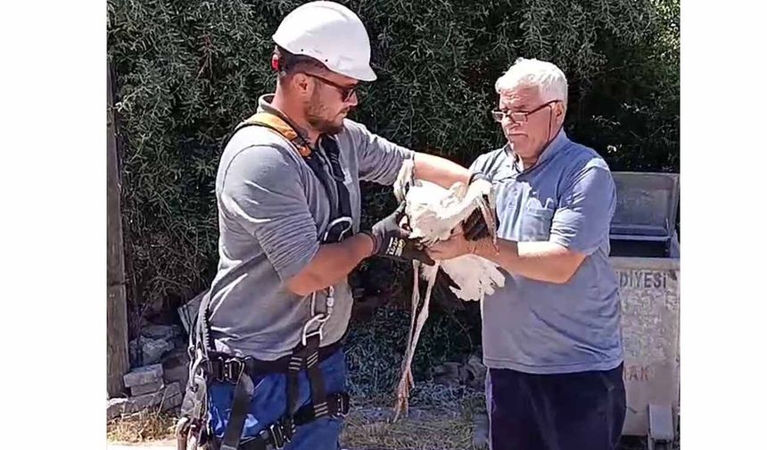 Sivas'ta tedavisi tamamlanan yaralı leylek yavrusu yuvasına bırakıldı