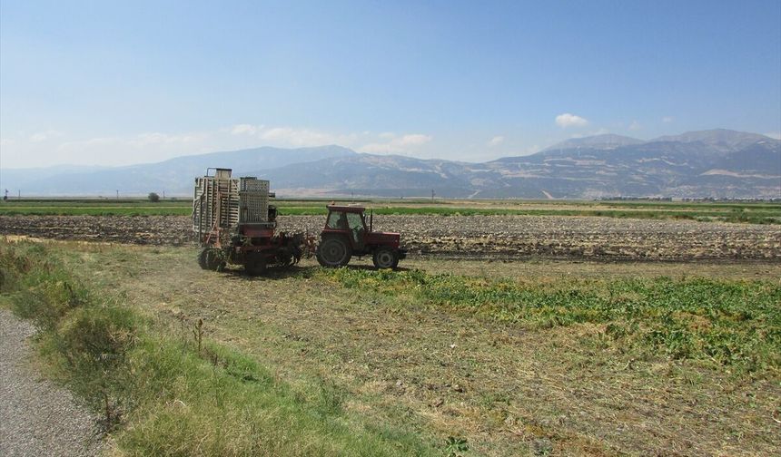 Gaziantep'te şeker pancarı hasadı sürüyor