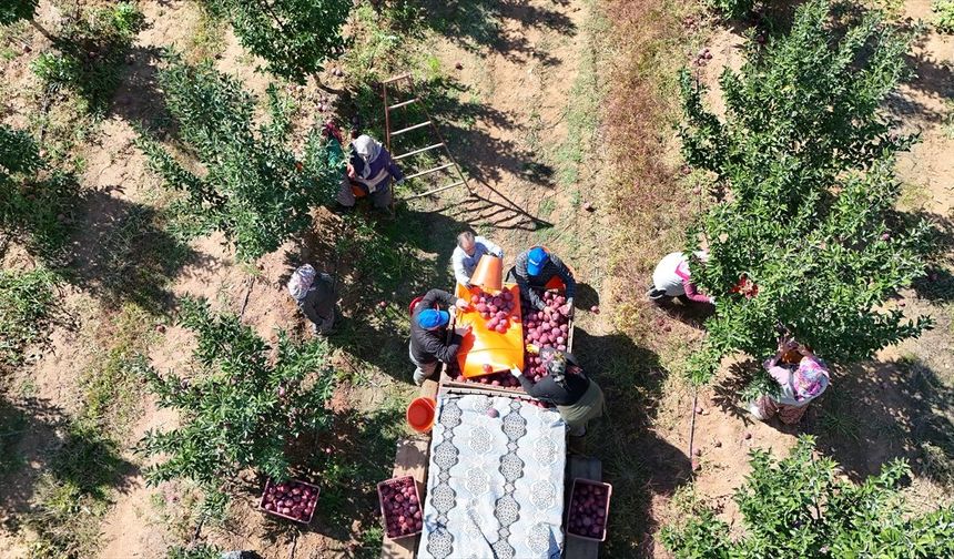 Isparta'da elma hasadı başladı