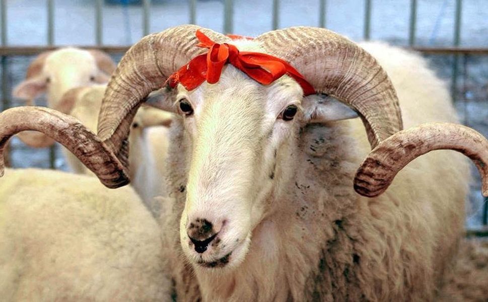 Vekaletle Kurban Kesim Bedelleri Açıklandı: Yurt İçi 13.500 TL, Yurt Dışı 5.450 TL