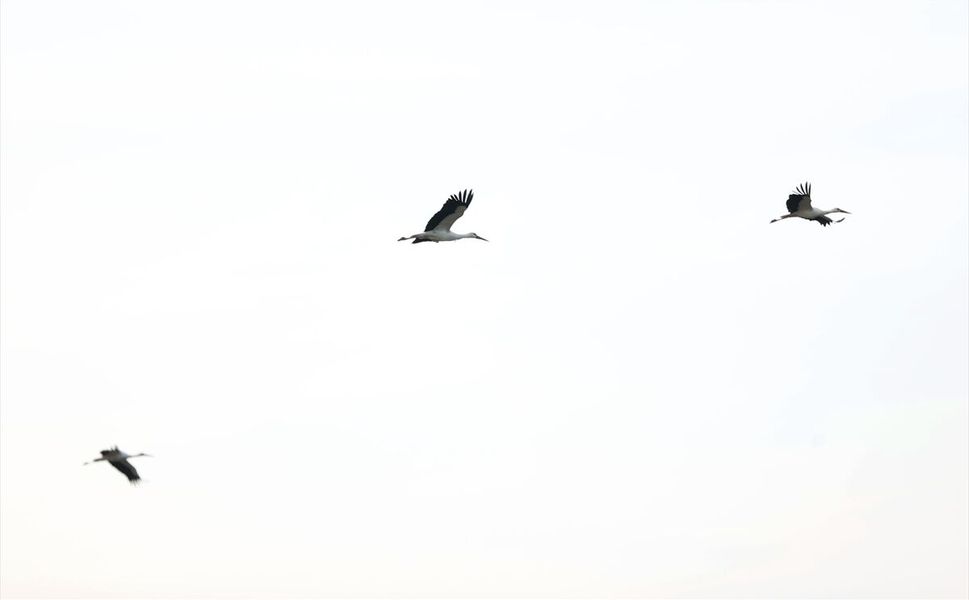 Göç yolundaki leylekler Kırklareli'nde mola verdi