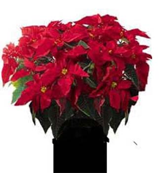 Atatürk Çiçeği-1