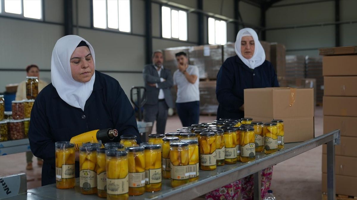 Bursa'da kadınların el emeğiyle katkısız turşu üretiliyor