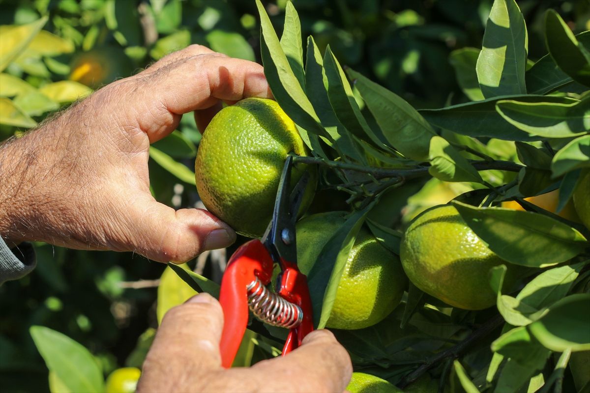 İzmir'de satsuma mandalinanın ihracat yolculuğu başladı